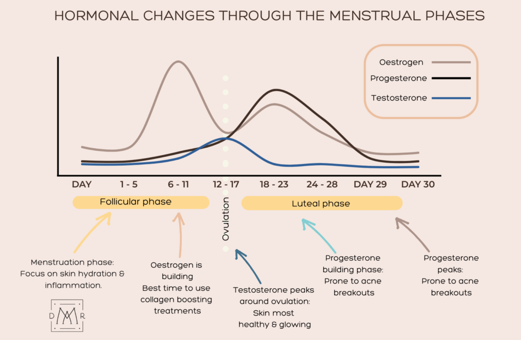 hormonal changes through menstrual cycle chart Dr. Miriam A